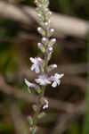 Carolina false vervain